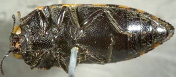 Media type: image;   Entomology 8023 Aspect: habitus ventral view